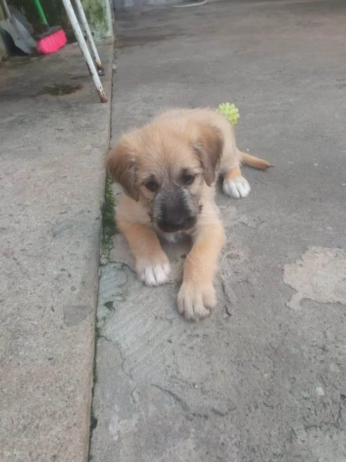 Cachorro ra a SRD-ViraLata idade Abaixo de 2 meses nome Tiquinho 