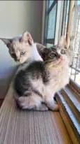 Gatinha e Gatinho