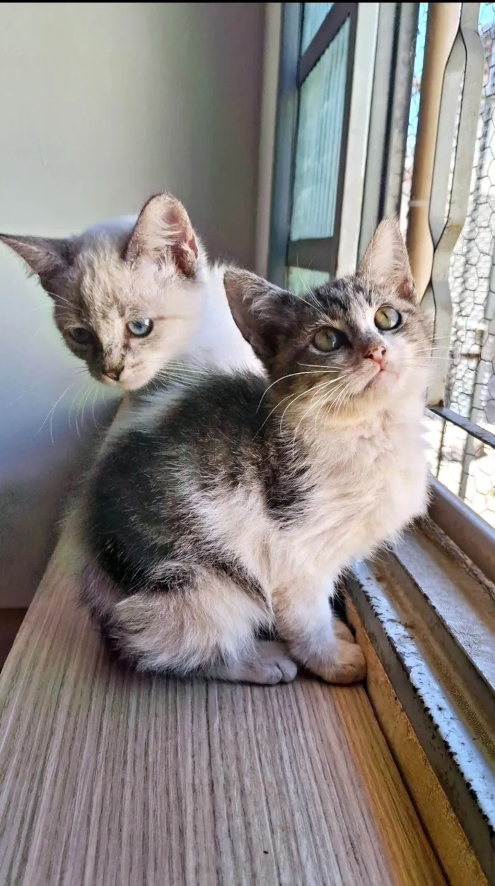 Gato ra a SRD-ViraLata idade 2 a 6 meses nome Gatinha e Gatinho