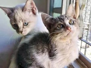 Gato raça SRD-ViraLata idade 2 a 6 meses nome Gatinha e Gatinho