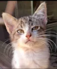 Gatinha e Gatinho