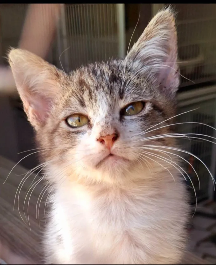 Gato ra a SRD-ViraLata idade 2 a 6 meses nome Gatinha e Gatinho