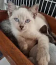 Gatinha e Gatinho