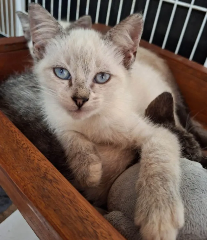 Gato ra a SRD-ViraLata idade 2 a 6 meses nome Gatinha e Gatinho