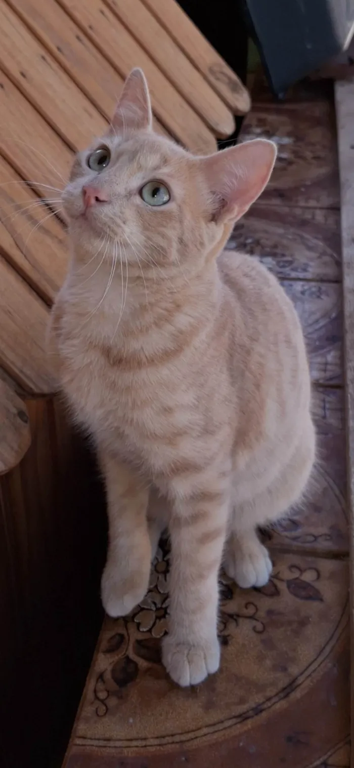 Gato ra a SRD-ViraLata idade 2 a 6 meses nome Amarelinho