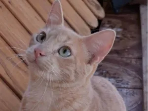 Gato raça SRD-ViraLata idade 2 a 6 meses nome Amarelinho