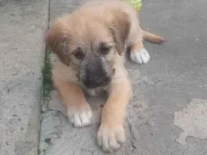 Cachorro raça SRD-ViraLata idade Abaixo de 2 meses nome Tiquinho 
