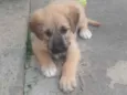 Tiquinho