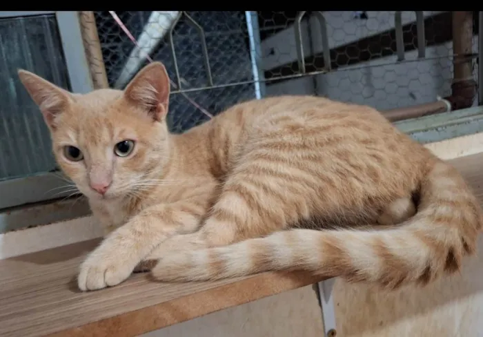 Gato ra a SRD-ViraLata idade 2 a 6 meses nome Amarelinho