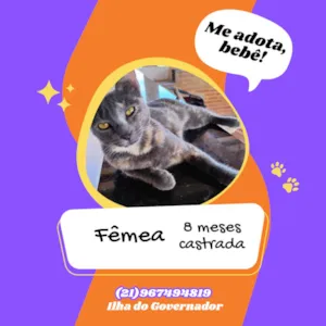 Gato raça SRD-ViraLata idade 7 a 11 meses nome Pantera 