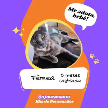 Gato raça SRD-ViraLata idade 7 a 11 meses nome Pantera 