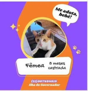 Gato raça SRD-ViraLata idade 7 a 11 meses nome Tatu