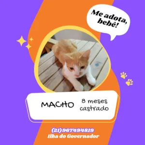 Gato raça SRD-ViraLata idade 7 a 11 meses nome Almada