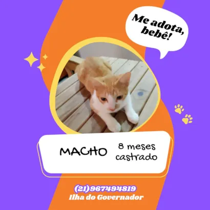 Gato raça SRD-ViraLata idade 7 a 11 meses nome Almada