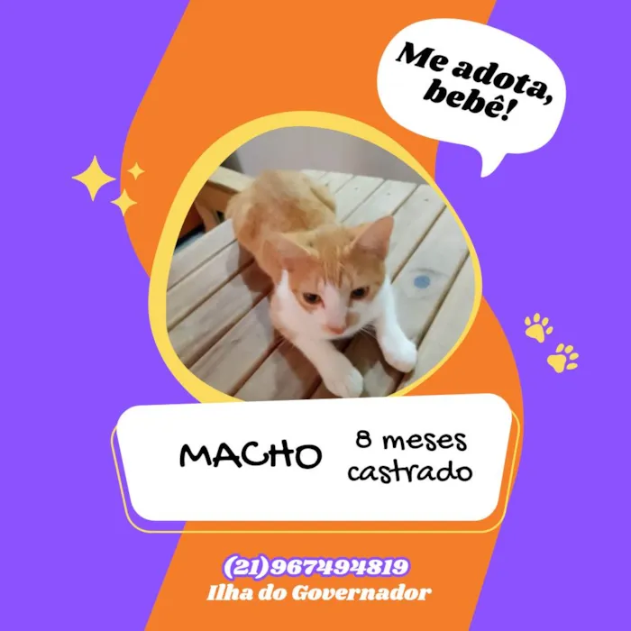 Gato ra a SRD-ViraLata idade 7 a 11 meses nome Almada