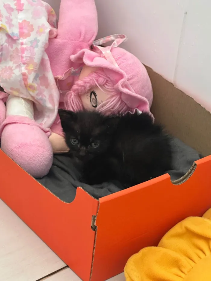 Gato ra a SRD-ViraLata idade Abaixo de 2 meses nome Gatinha para doação 