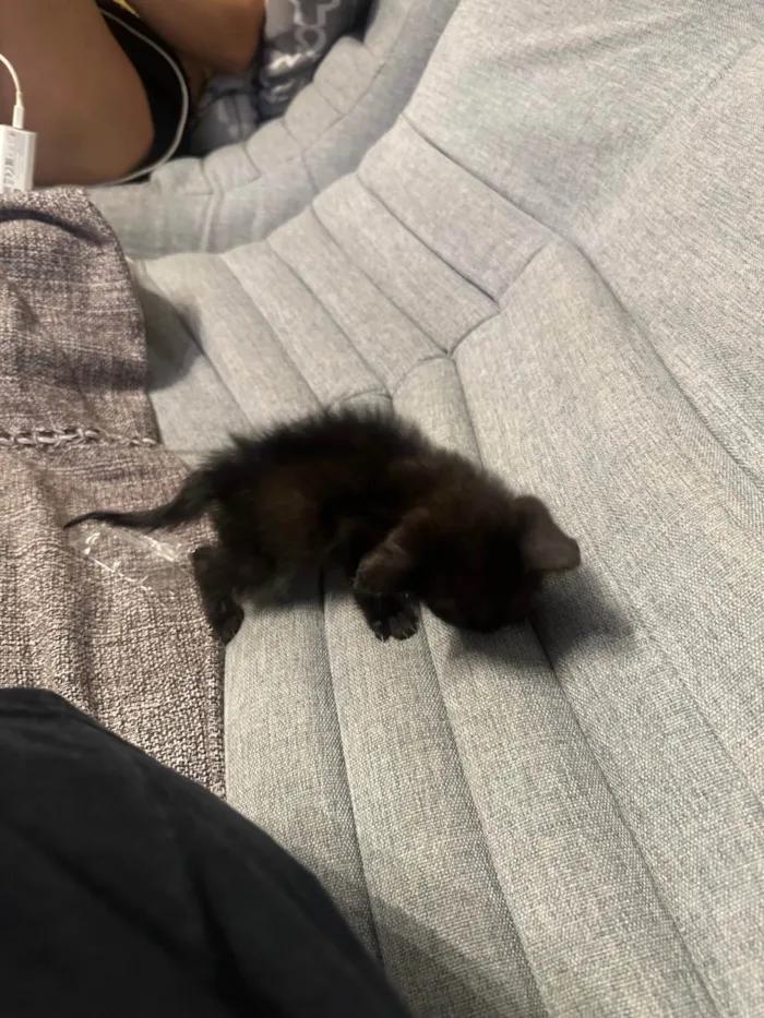 Gato ra a SRD-ViraLata idade Abaixo de 2 meses nome Gatinha para doação 