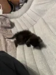 Gatinha para doação