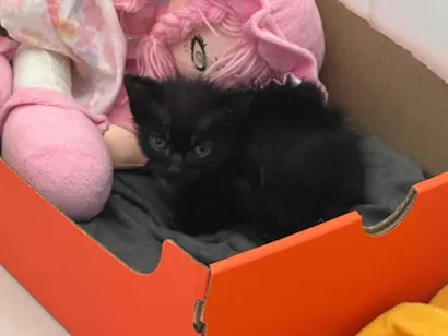 Gato raça SRD-ViraLata idade Abaixo de 2 meses nome Gatinha para doação 