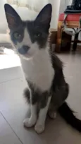 Iná