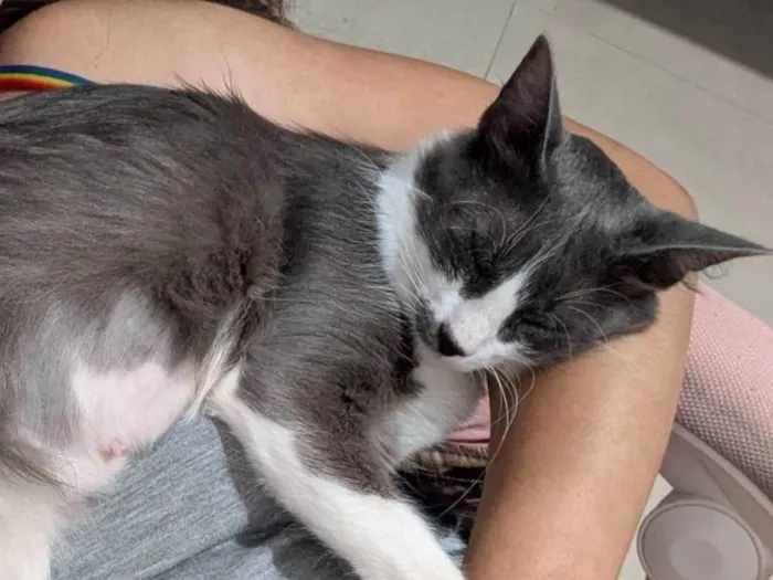 Gato ra a SRD-ViraLata idade 2 anos nome Iná