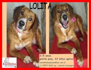 Cachorro raça SRD-ViraLata idade 2 anos nome Lolita