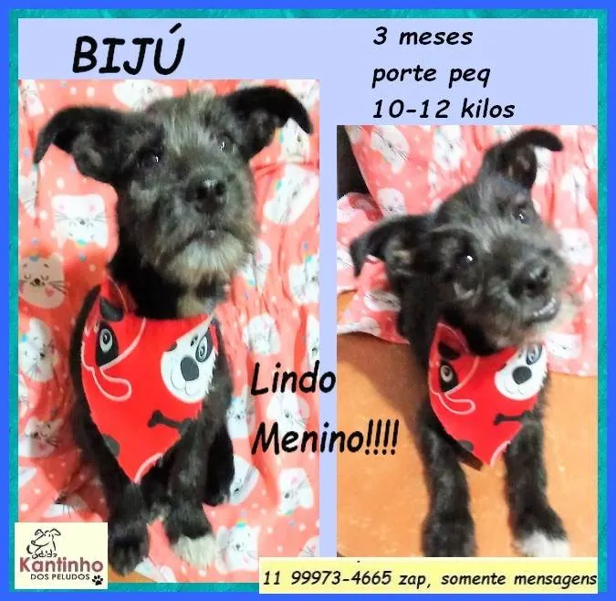 Cachorro ra a SRD-ViraLata idade 2 a 6 meses nome Bijú