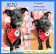 Bijú