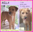 Milla