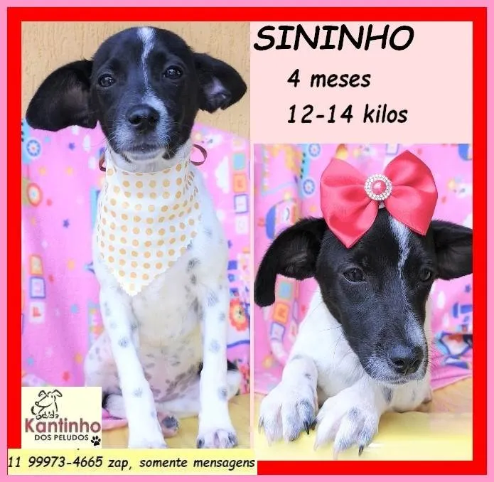 Cachorro ra a SRD-ViraLata idade 2 a 6 meses nome Sininho