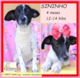 Sininho