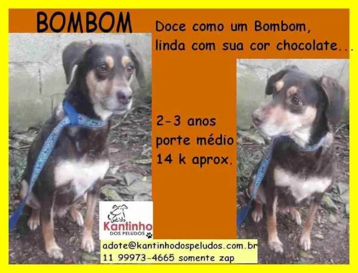 Cachorro ra a SRD-ViraLata idade 3 anos nome Bombom