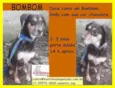 Bombom