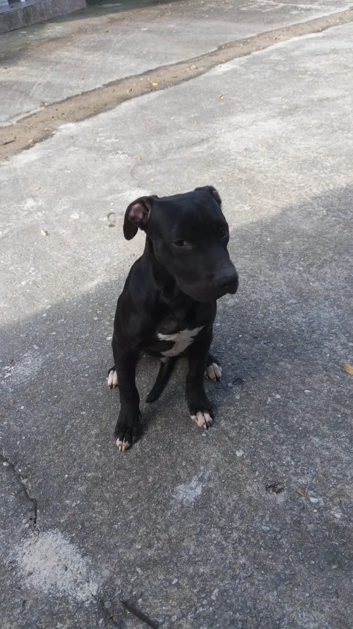 Cachorro ra a Pit-Bull idade 2 a 6 meses nome Neguinho 