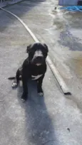 Neguinho