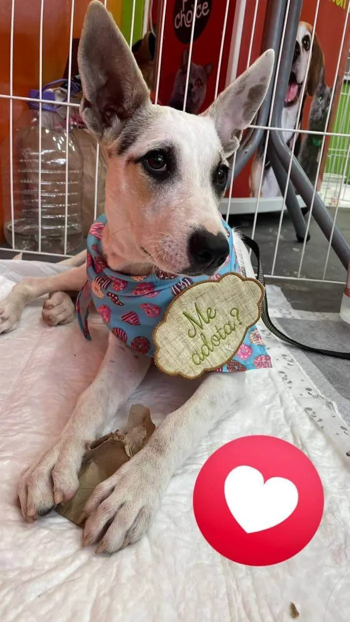 Cachorro ra a SRD-ViraLata idade 2 a 6 meses nome Aurora 