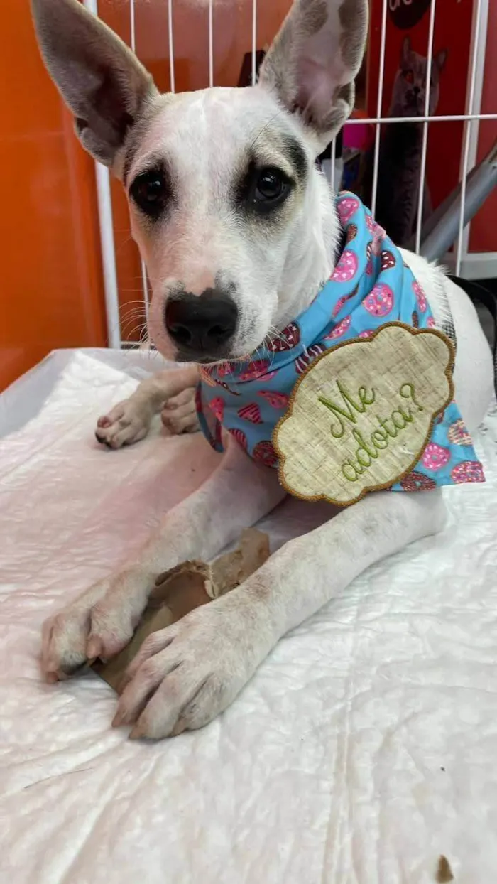 Cachorro ra a SRD-ViraLata idade 2 a 6 meses nome Aurora 