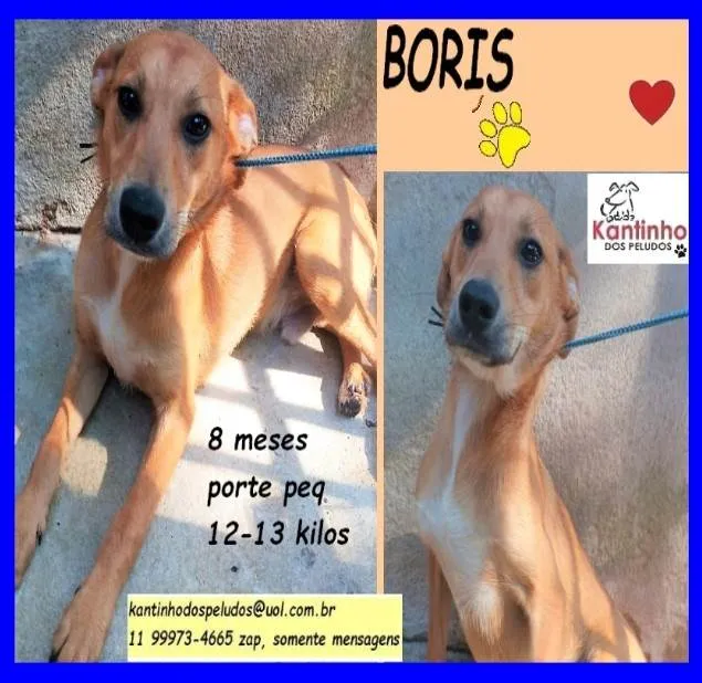 Cachorro ra a SRD-ViraLata idade 7 a 11 meses nome Boris