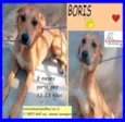 Boris
