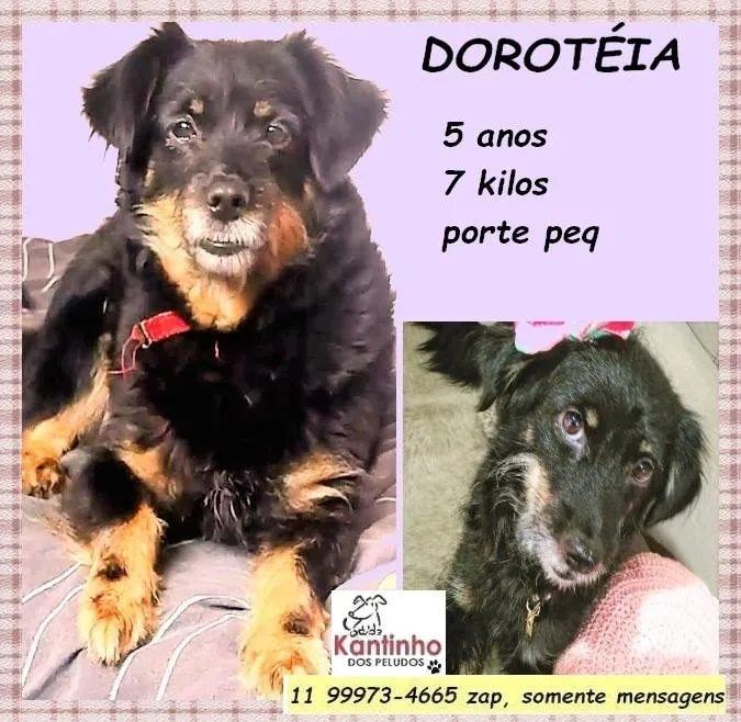 Cachorro ra a SRD-ViraLata idade 5 anos nome Dorotéia