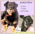 Dorotéia