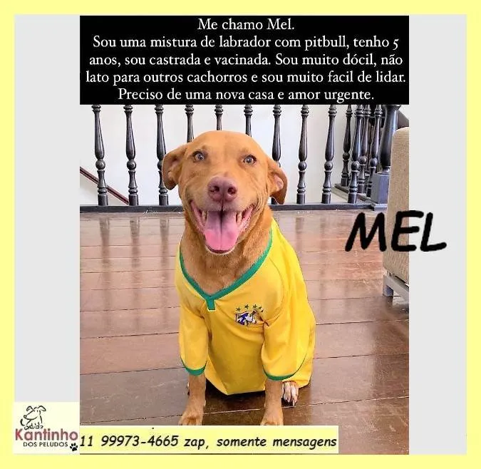 Cachorro ra a Pit-Bull idade 5 anos nome Mel