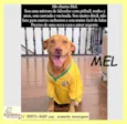 Mel