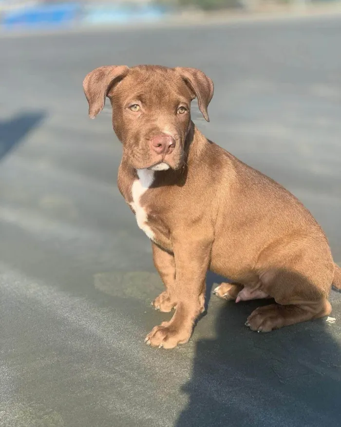 Cachorro ra a Pit-Bull idade 2 a 6 meses nome Romeu 