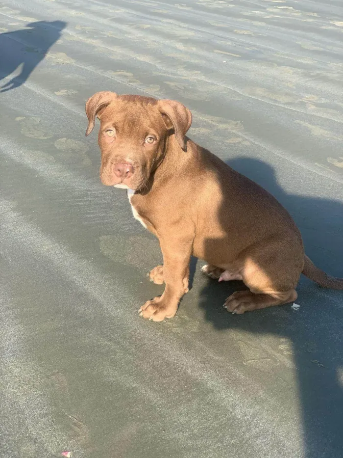 Cachorro ra a Pit-Bull idade 2 a 6 meses nome Romeu 