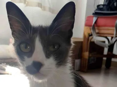 Gato raça SRD-ViraLata idade 2 anos nome Iná