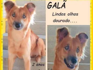 Cachorro raça SRD-ViraLata idade 2 anos nome Galã