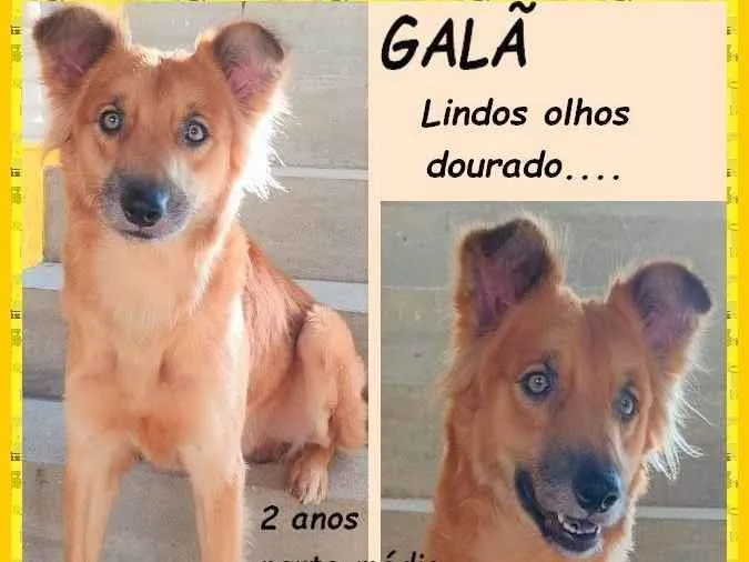 Cachorro ra a SRD-ViraLata idade 2 anos nome Galã