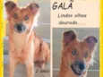 Galã