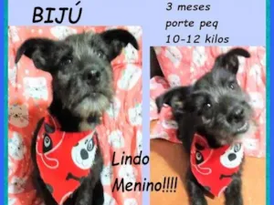 Cachorro raça SRD-ViraLata idade 2 a 6 meses nome Bijú